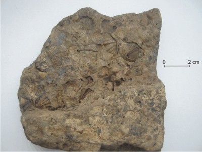fossiler Brachiopoden-Schill aus der Unterdevon-Zeit